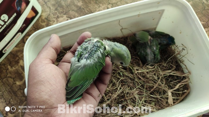 Love bird hand feeding baby